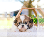 Small Photo #33 Shih Tzu Puppy For Sale in SYRACUSE, IN, USA