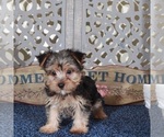 Small #4 Yorkshire Terrier
