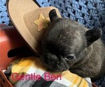 Small Photo #1 French Bulldog Puppy For Sale in PRINCETON, IL, USA