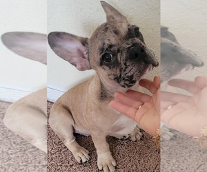 French Bulldog Puppy for sale in TAMPA, FL, USA