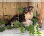Small #1 Mutt
