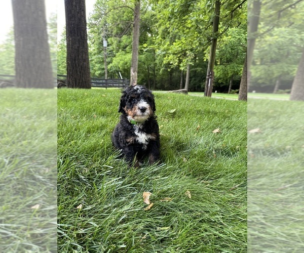 Medium Photo #4 Bernedoodle (Miniature) Puppy For Sale in DENVER, PA, USA