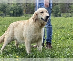 Mother of the Golden Retriever puppies born on 05/06/2025