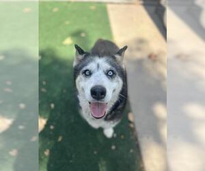 Siberian Husky Dogs for adoption in Chula Vista, CA, USA