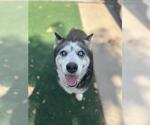 Small Siberian Husky