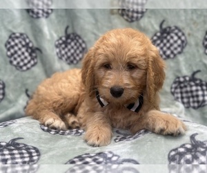 Goldendoodle Puppy for sale in LAKELAND, FL, USA