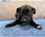 Small German Shepherd Dog Mix