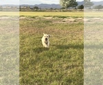Small Photo #3 Labrador Retriever Puppy For Sale in SAFFORD, AZ, USA