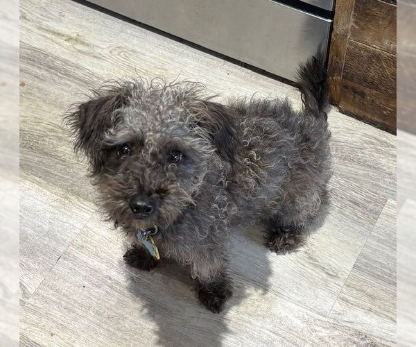 Medium Photo #7 Mutt Puppy For Sale in Plymouth, MN, USA