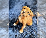 Small Mutt
