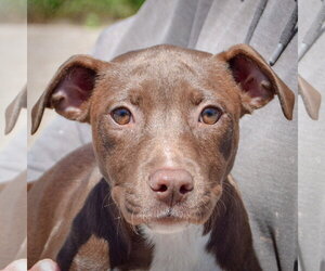 American Staffordshire Terrier-Chocolate Labrador retriever Mix Dogs for adoption in Huntley, IL, USA