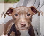 Small American Staffordshire Terrier-Chocolate Labrador retriever Mix