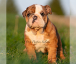 Small Photo #58 English Bulldog Puppy For Sale in WARSAW, IN, USA