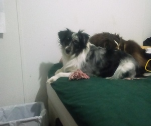Mother of the Miniature American Shepherd puppies born on 11/16/2022