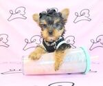 Small #53 Yorkshire Terrier