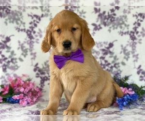 Golden Retriever Puppy for sale in LANCASTER, PA, USA