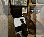 Small #3 American Pit Bull Terrier Mix