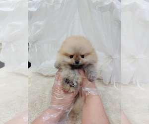 Pomeranian Puppy for sale in NEW YORK, NY, USA