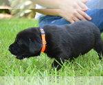 Small Photo #10 Labrador Retriever Puppy For Sale in RICHMOND HILL, GA, USA