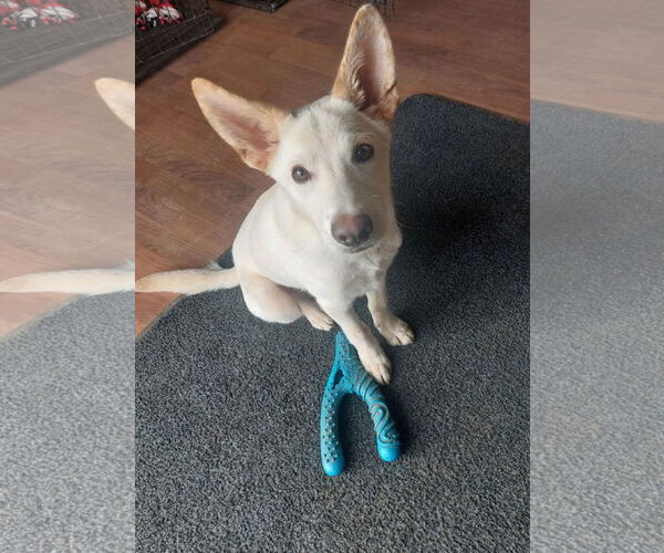 Medium Photo #3 German Shepherd Dog Puppy For Sale in Coldwater, MI, USA