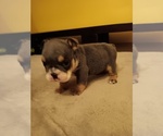 Puppy Rio Puppy 1 English Bulldog