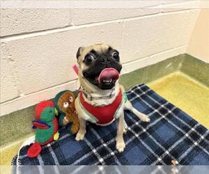 Pug-Unknown Mix Dogs for adoption in Moreno Valley, CA, USA
