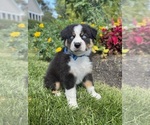 Image preview for Ad Listing. Nickname: Archie