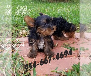 Yorkshire Terrier Puppy for sale in EVERGLADES NATIONAL PARK, FL, USA
