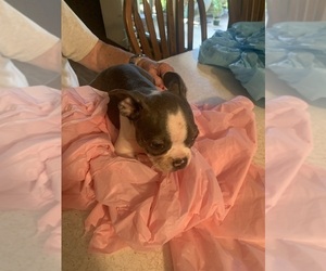 Medium Boston Terrier