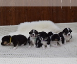 Small Photo #23 Pembroke Welsh Corgi Puppy For Sale in SOULSBYVILLE, CA, USA