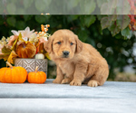 Puppy Nash Golden Retriever