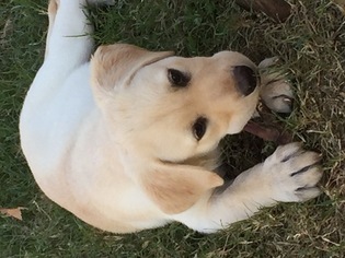 Medium Labrador Retriever