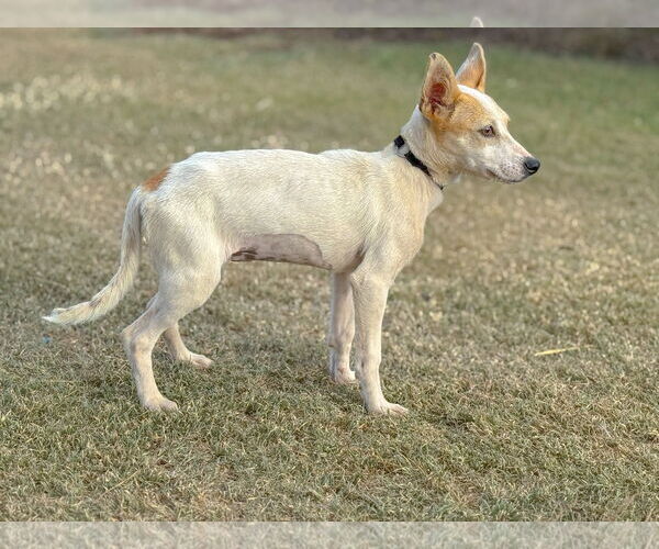 Medium Photo #2 Jack Russell Terrier-Unknown Mix Puppy For Sale in PIPE CREEK, TX, USA