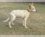 Small #1 Jack Russell Terrier Mix