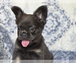 Image preview for Ad Listing. Nickname: Nala