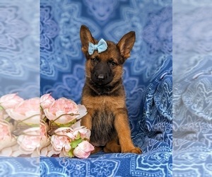 German Shepherd Dog Puppy for sale in ELKTON, MD, USA