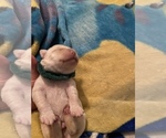 Small Photo #6 Labrador Retriever Puppy For Sale in CULLMAN, AL, USA