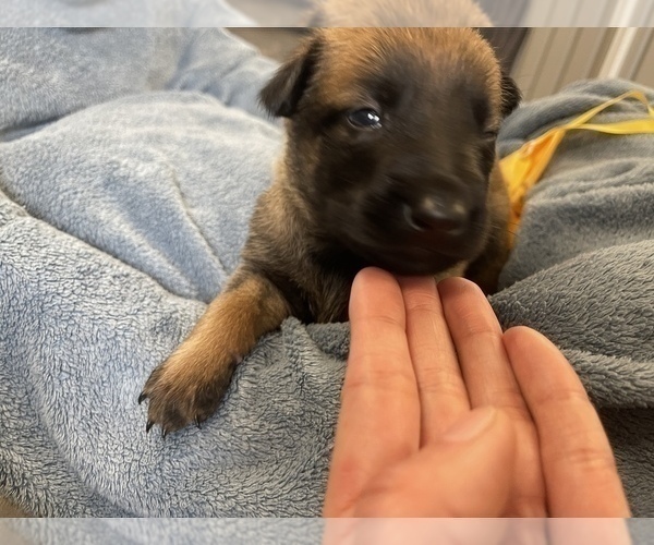 Medium Photo #216 Belgian Malinois Puppy For Sale in REESEVILLE, WI, USA