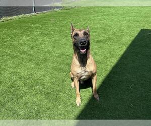 German Shepherd Dog-Unknown Mix Dogs for adoption in Grand Prairie, TX, USA