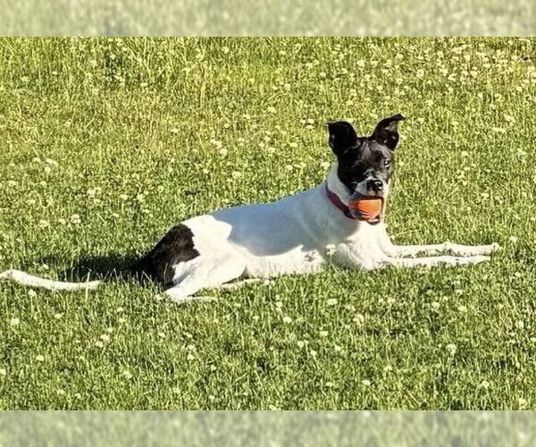 Medium Photo #10 Mutt Puppy For Sale in New York, NY, USA