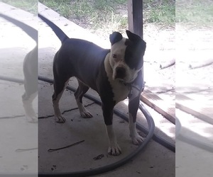 Bullypit Puppy for sale in MACON, GA, USA