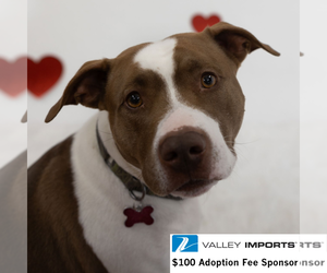 Mutt Dogs for adoption in Fargo, ND, USA