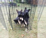 Small Photo #1 German Shepherd Dog Puppy For Sale in WILLIAMSBURG, CO, USA