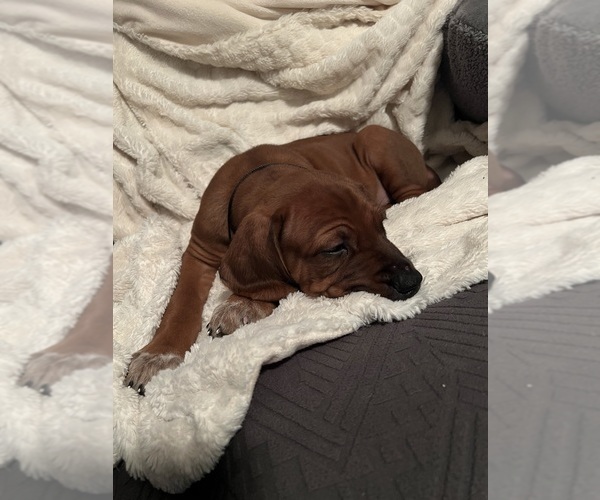 Medium Photo #4 Rhodesian Ridgeback Puppy For Sale in MURFREESBORO, TN, USA