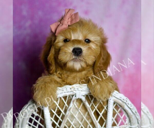 Medium Photo #3 Goldendoodle (Miniature) Puppy For Sale in WARSAW, IN, USA