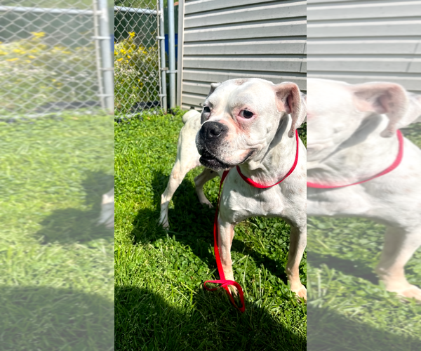 Medium Photo #4 Boxer Puppy For Sale in Burnsville, MN, USA