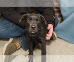 Small #1 Labrador Retriever Mix