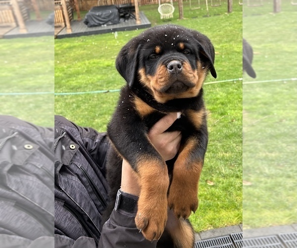 Medium Photo #1 Rottweiler Puppy For Sale in PORTLAND, OR, USA