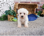 Small #13 Schnauzer (Miniature)
