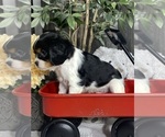 Small Photo #3 Cavalier King Charles Spaniel Puppy For Sale in CANOGA, NY, USA